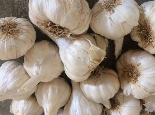 Organic Fresh Indian Garlic, for Cooking, Feature : Gluten Free, Moisture Proof