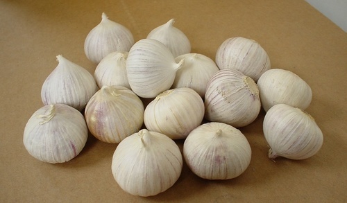 Organic Fresh Solo Garlic, Packaging Type : Gunny Bags, Plastic Bags