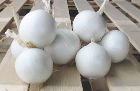Round Organic Fresh White Onion, for Cooking, Fast Food, Packaging Type : Gunny Bags, Net Bags