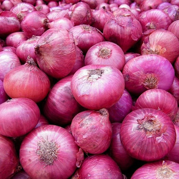 Organic fresh red onion, Shape : Round