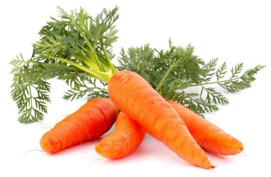 Organic Fresh Carrot, for Food, Juice, Pickle