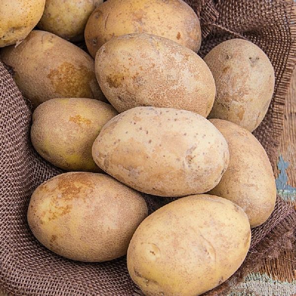 Organic fresh potato, for Cooking