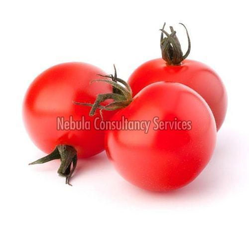 Organic Fresh Cherry Tomato, for Cooking, Packaging Type : Guny Bag, Plastic Bag