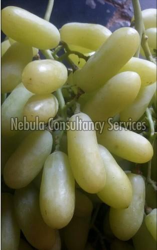 fresh green grapes