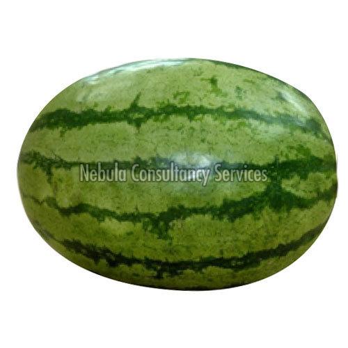 Fresh Green Watermelon
