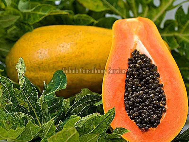 Organic Fresh Natural Papaya, Color : Orange