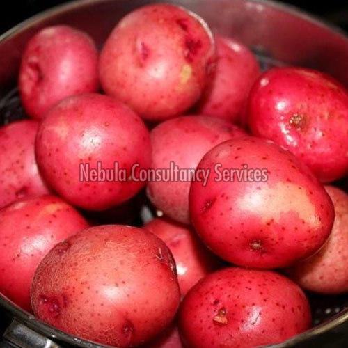 Oval Organic Fresh Red Potato, Style : Natural