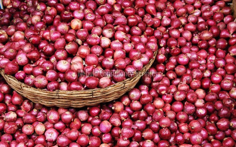 Organic Fresh Rose Onion, for Human Consumption, Packaging Type : Jute Bags, Plastic Bags