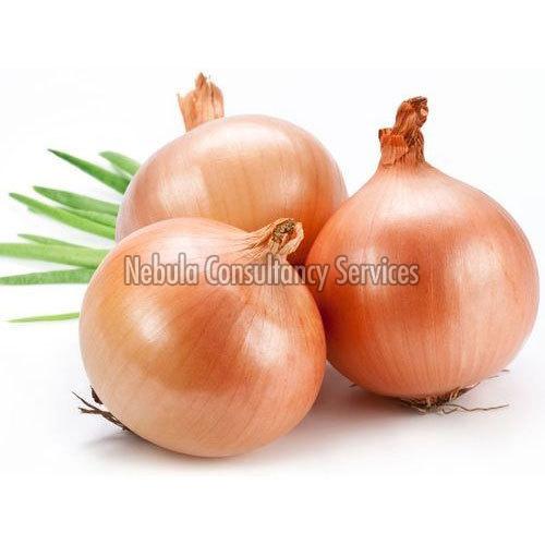 Fresh Shallot Onion