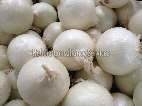 Organic Fresh White Onion, Packaging Type : Gunny Bags, Net Bags