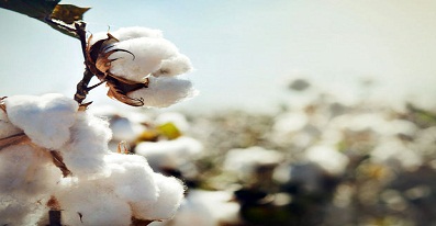 Raw cotton