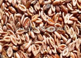 Organic Dried Psyllium Seeds, Style : Natural