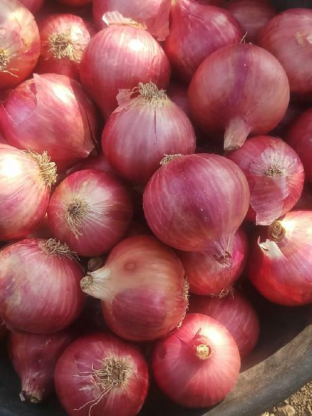 Onion, Color : Creamy, Light Pink, Red, White