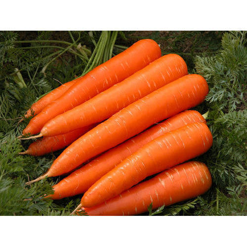 Organic Fresh Carrot, for Food, Juice, Taste : Delicious