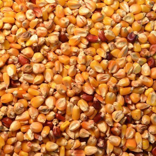 Organic Dried Maize Seeds, for Animal Feed, Human Consuption, Packaging Type : Plastic Pouch, Vaccum Pack
