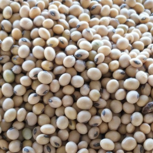 Dried Soybean Seeds
