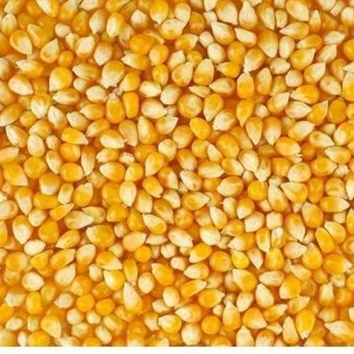 Organic Natural Maize Seeds, for Animal Feed, Human Consuption, Packaging Type : Plastic Pouch