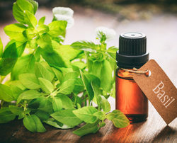 Organic Sweet Basil Oil, for Skin Care, Feature : Low Cholestrol