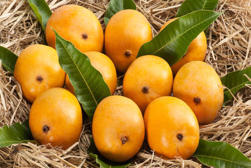 Organic Fresh Alphonso Mango, for Direct Consumption, Juice Making, Taste : Sweet