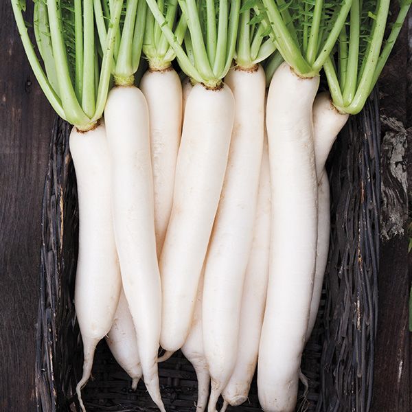 Fresh Daikon