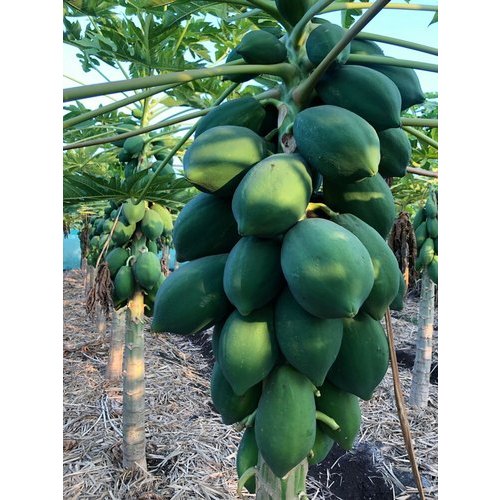 Green papaya, Packaging Type : Carton