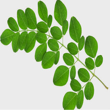 Moringa oleifera leaves, Packaging Type : Drum