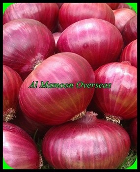 AMO Round onion, Style : Fresh