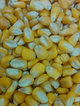 yellow maize