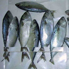 Frozen Mackerel Fish