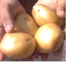 Yellow Potato, Shape : round, elongated