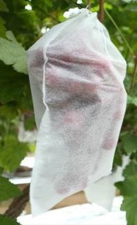 Non Woven Fruit Covering Fabric, Feature : Moisture Proof, Recyclable