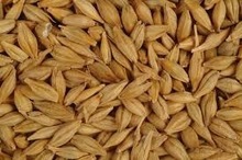 Common Feed Barley, Certification : APEDA