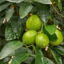 Organic Tahiti Lime