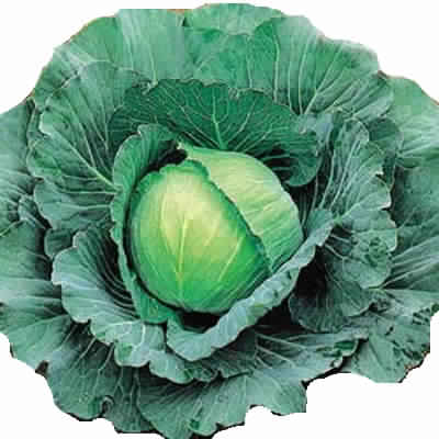 CABBAGE EXTRACT