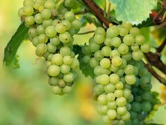 GRAPES EXTRACT