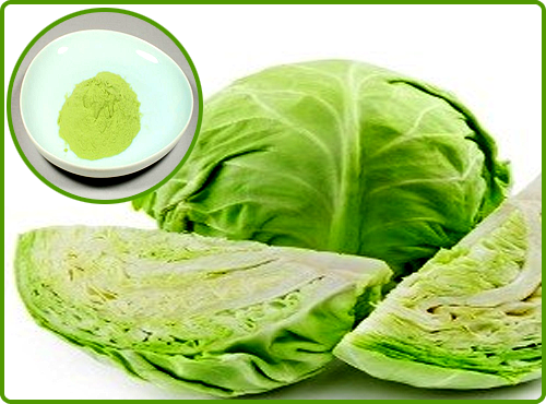 CABBAGE EXTRACT at best price in Ghaziabad Uttar Pradesh from Plantae ...