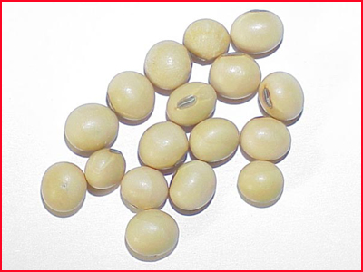 Organic soybean seeds, for Human Consumption, Style : Natural