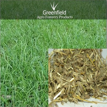 Dinanath grass seeds