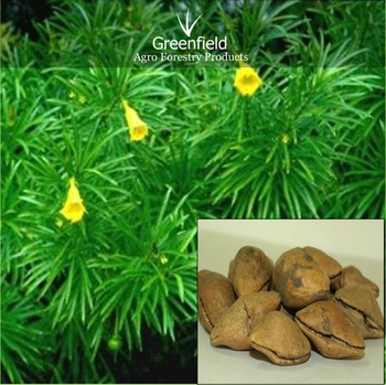 Kaner Ornamental Tree Seeds, Grade : Excellent