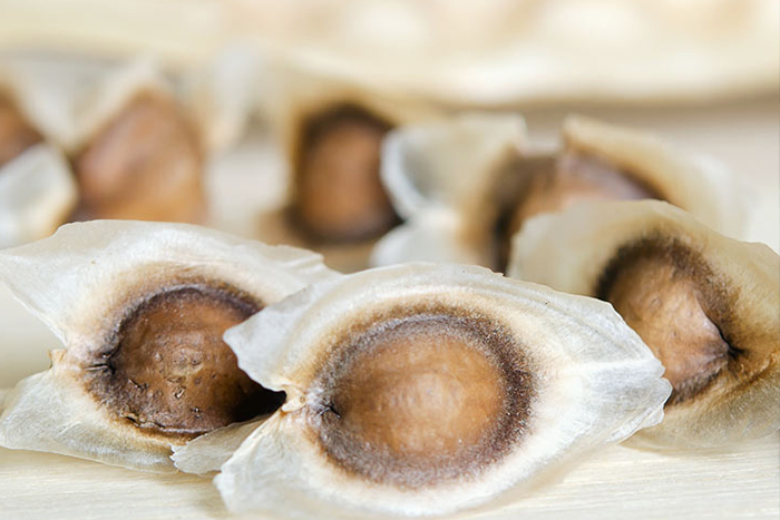 moringa seeds