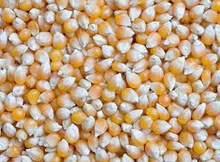 SKC-India yellow corn