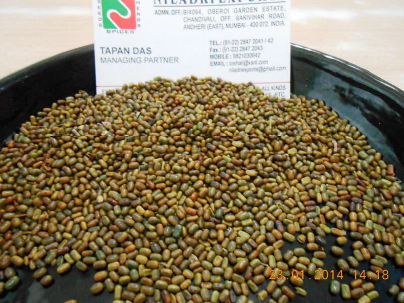 Sesbania Seed, Color : Brownish