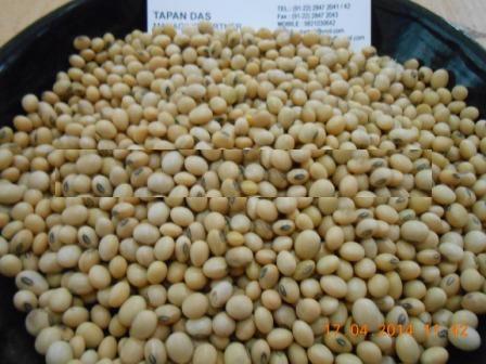 Organic soybean seeds, Purity : 100%