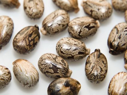Castor Bean Seeds, Color : Brown