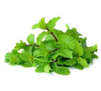 Fresh Mint Leaves, Packaging Size : 10kg