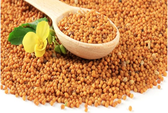 Mustard Seeds, Color : Yellow