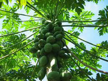 MARK EXPORTS papaya extract powder