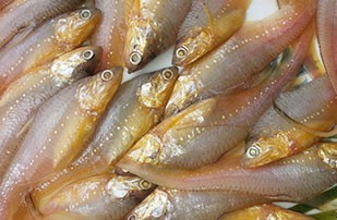 Anchovi Fish