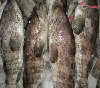 Brown Spotted Grouper Fish