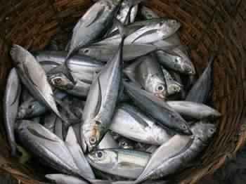 indian mackerel fish